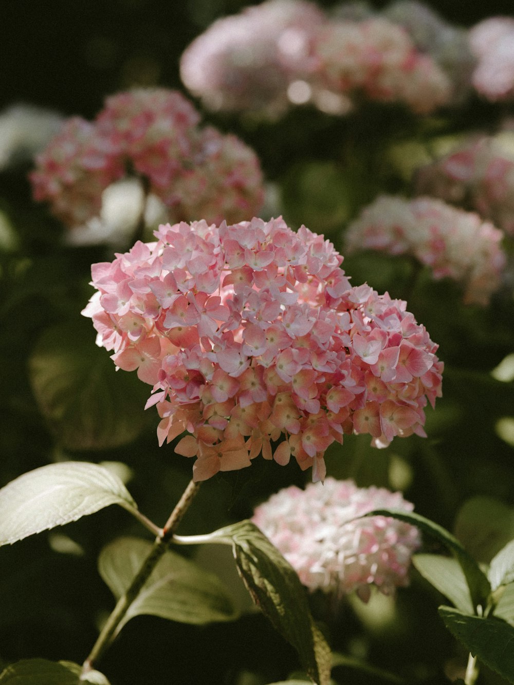 selective focus photography of pink flower