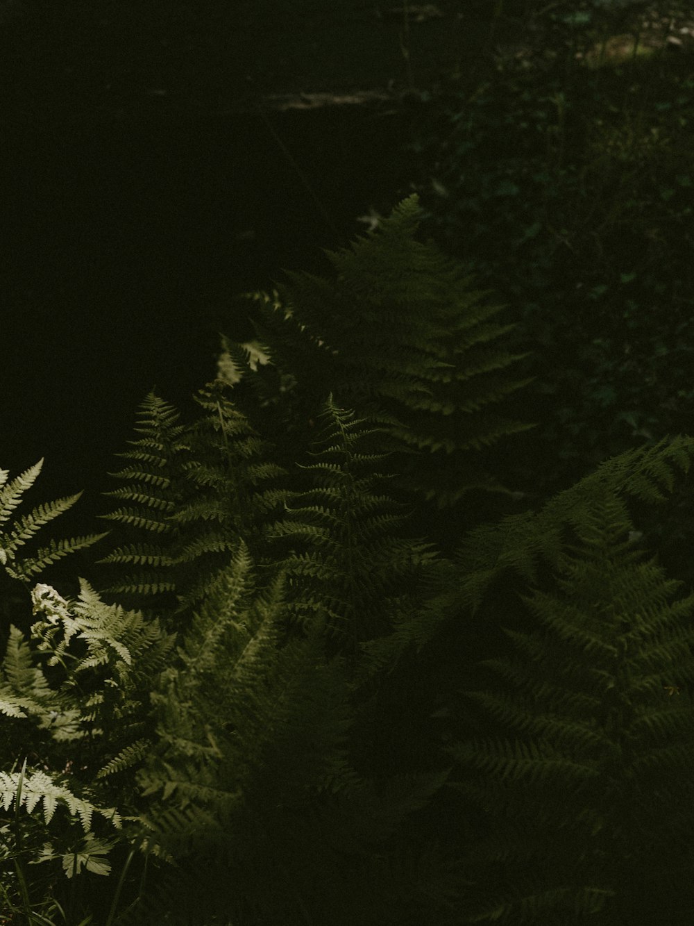 green fern plant close-up photography