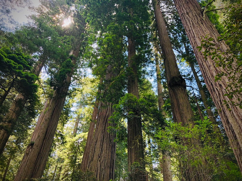 green-leafed trees