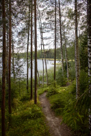 Abstract image of a calm path winding through a dense forest symbolizing steady progress.