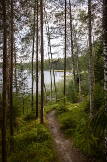 A serene landscape with a winding path leading through a lush green forest, symbolizing a journey towards mental wellness.