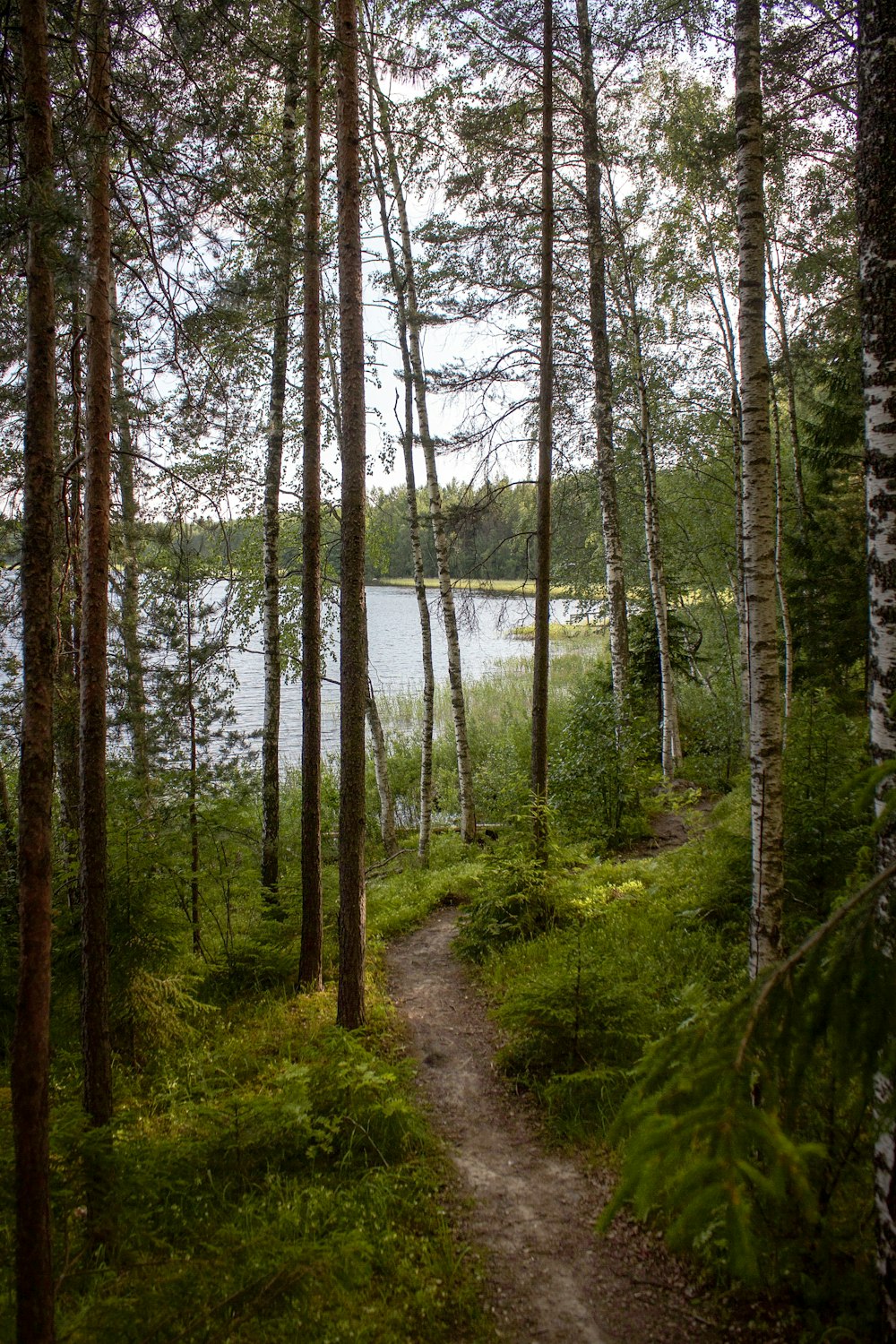 Senderos de tierra bordeados de árboles que se dirigen al lago