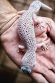 A light-colored gecko with speckled black and white spots rests on a person's open palm. The hand is positioned against a blurred background, highlighting the detailed texture and pattern of the gecko's skin.