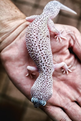 A light-colored gecko with speckled black and white spots rests on a person's open palm. The hand is positioned against a blurred background, highlighting the detailed texture and pattern of the gecko's skin.