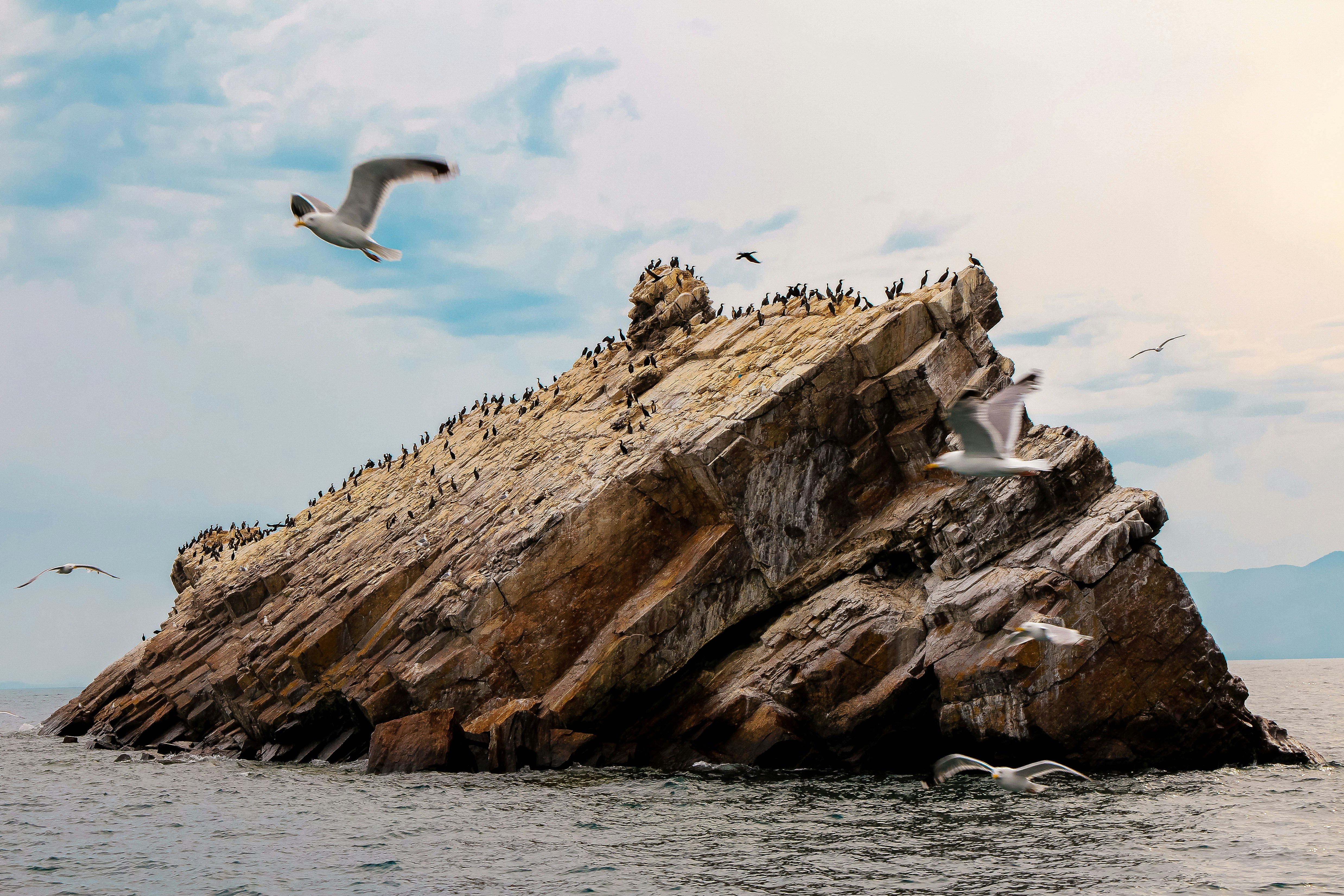 Rock with seagulls 