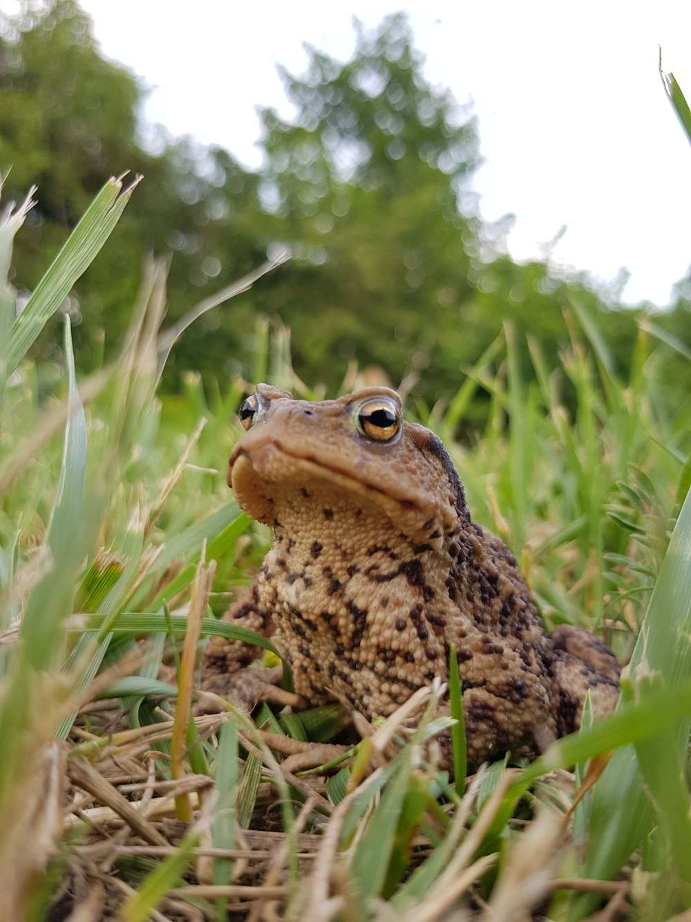 brown frog