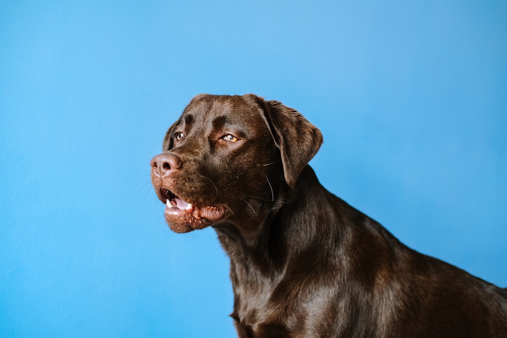 Labrador retriever chocolate adulto