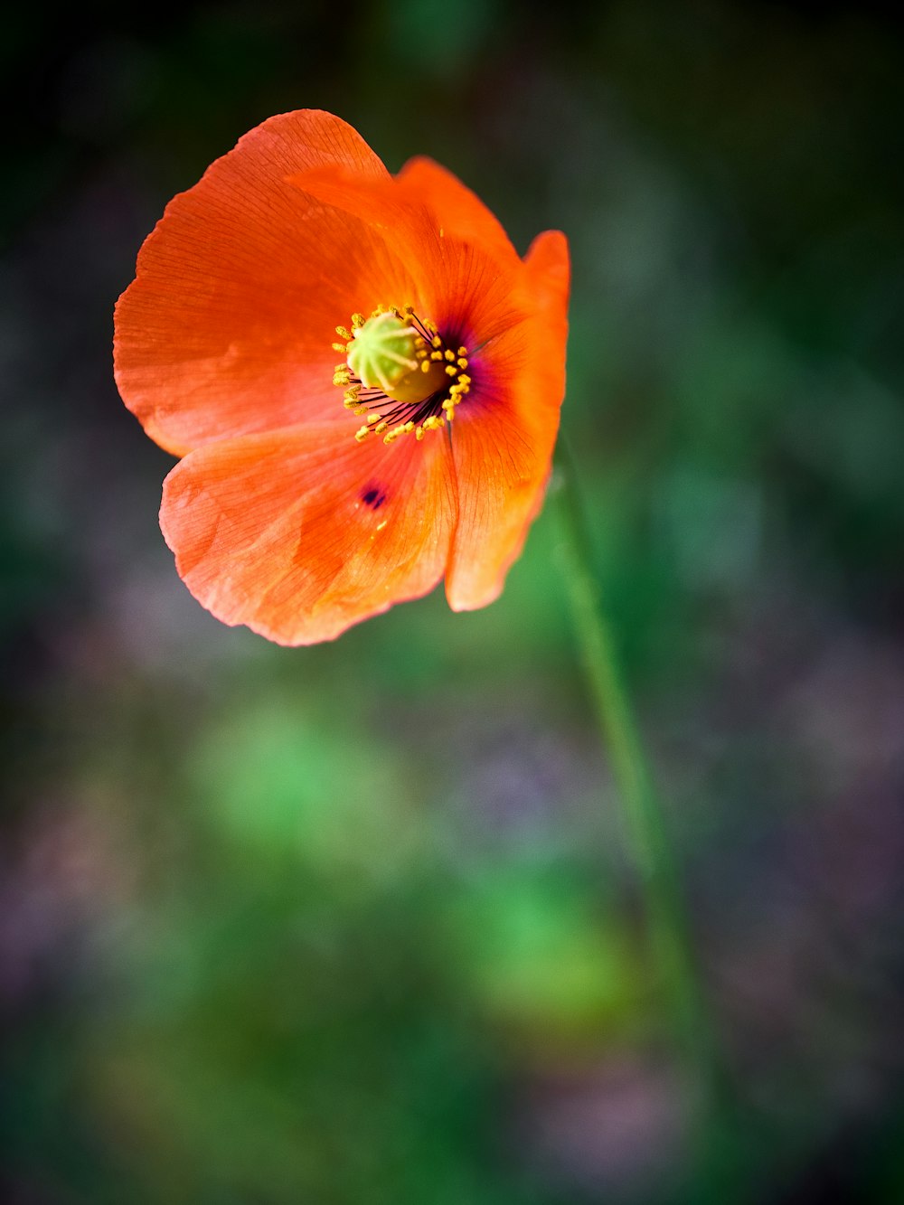 orange flower