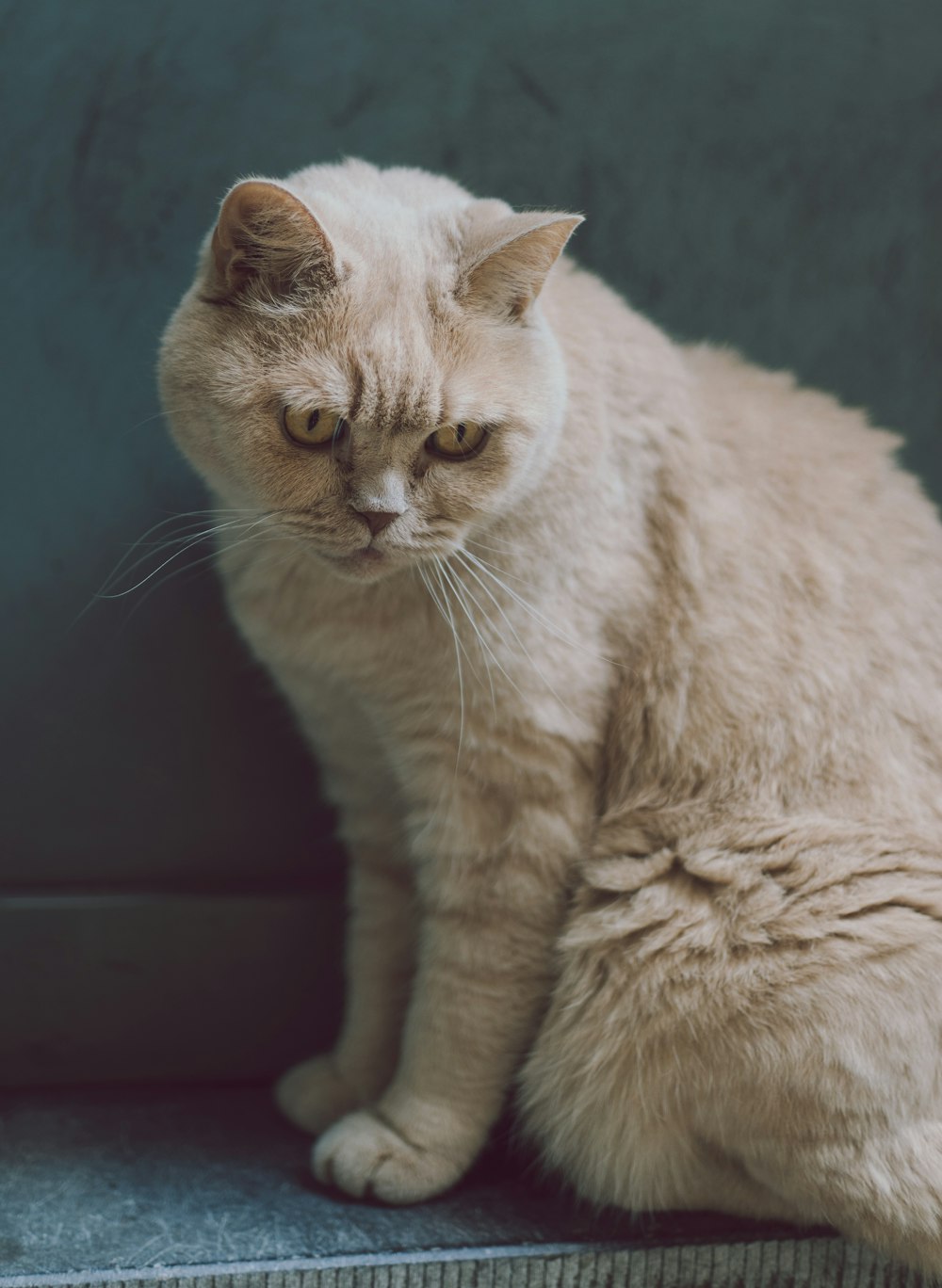 座っている茶色の猫