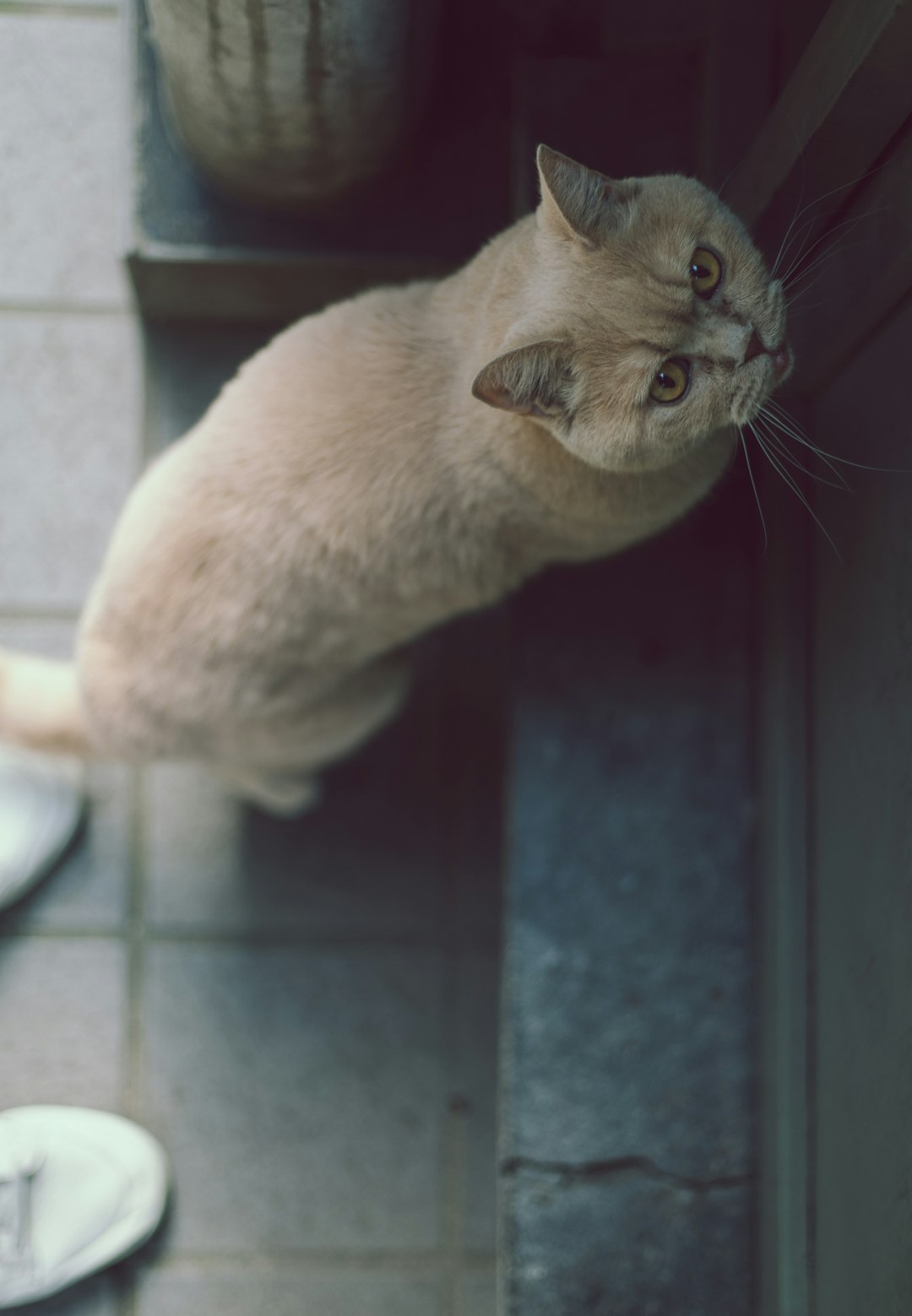 shallow focus photography of cat