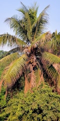A tall coconut tree stands amid lush greenery, with large, arching fronds and visible clusters of coconuts. The tree's leaves are a vibrant mix of green shades, partially dried and golden at the tips, under a clear blue sky.