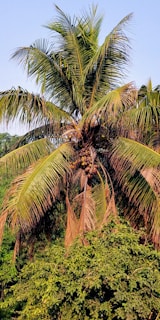 A vibrant coconut tree with safety nets installed, showcasing protection in bangalore