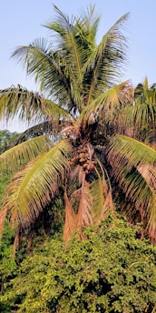 A tall coconut tree stands amid lush greenery, with large, arching fronds and visible clusters of coconuts. The tree's leaves are a vibrant mix of green shades, partially dried and golden at the tips, under a clear blue sky.
