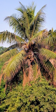 A tall coconut tree stands amid lush greenery, with large, arching fronds and visible clusters of coconuts. The tree's leaves are a vibrant mix of green shades, partially dried and golden at the tips, under a clear blue sky.
