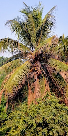 A vibrant coconut tree with safety nets installed, showcasing protection in bangalore