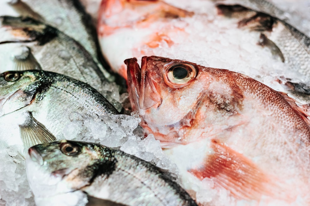 red fish close-up photography