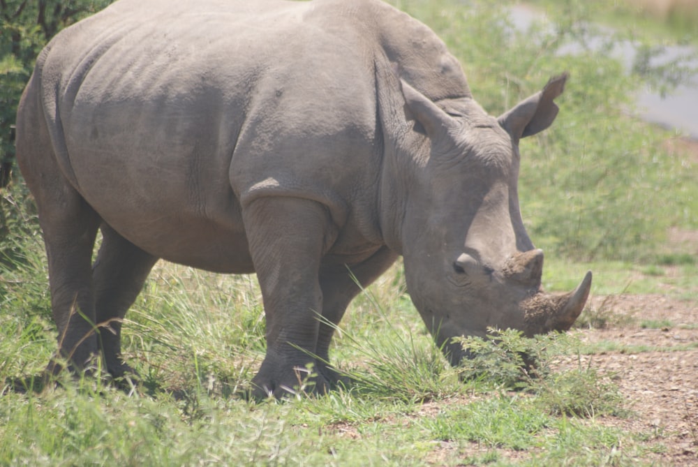 gray rhino eating grass during daytime