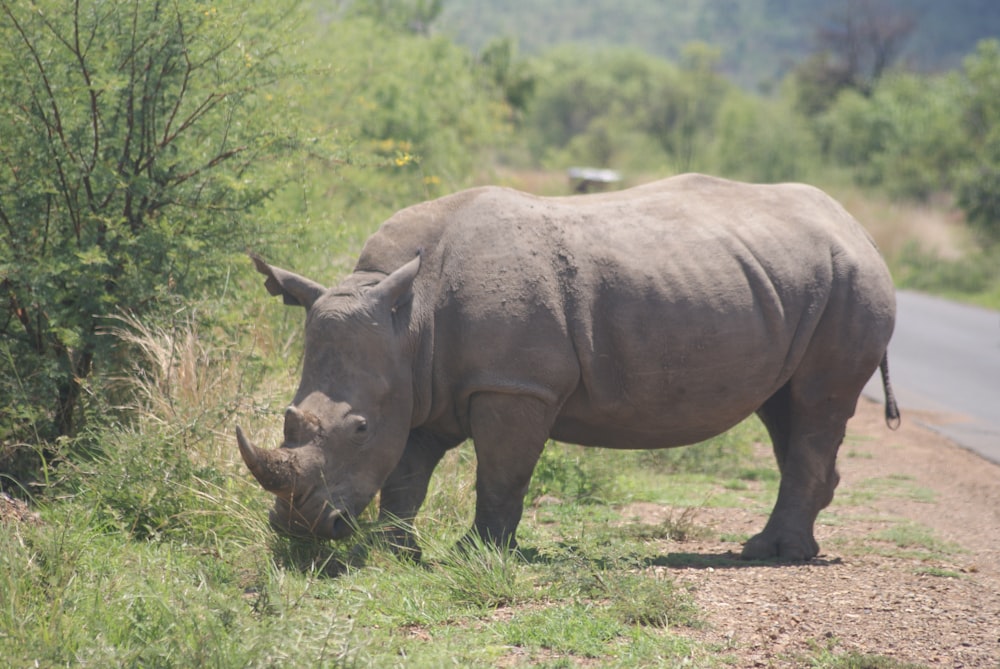 gray rhino eating grass