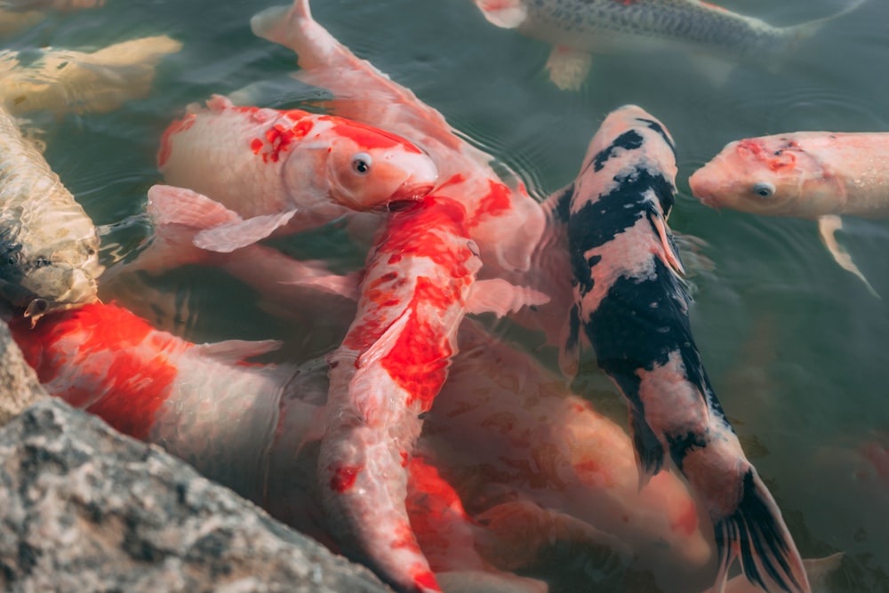 school of koi