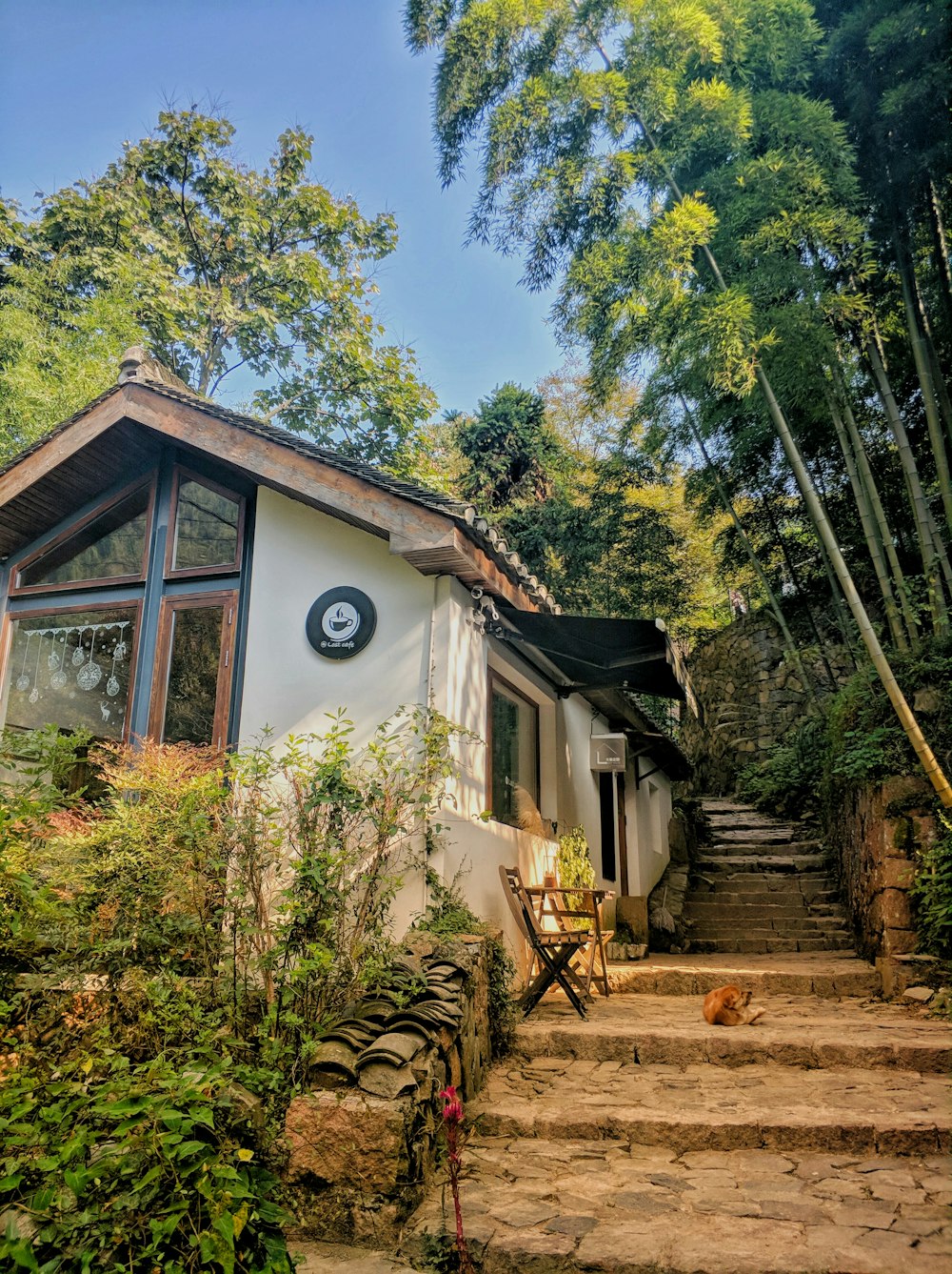 Arbres verts près de la Maison Blanche