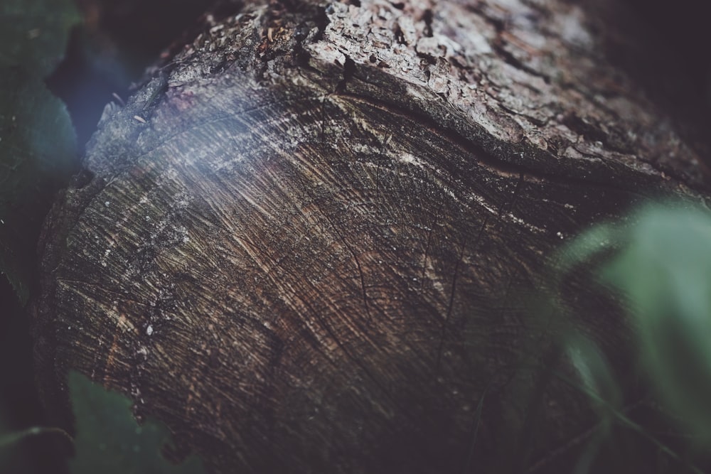 brown cut log