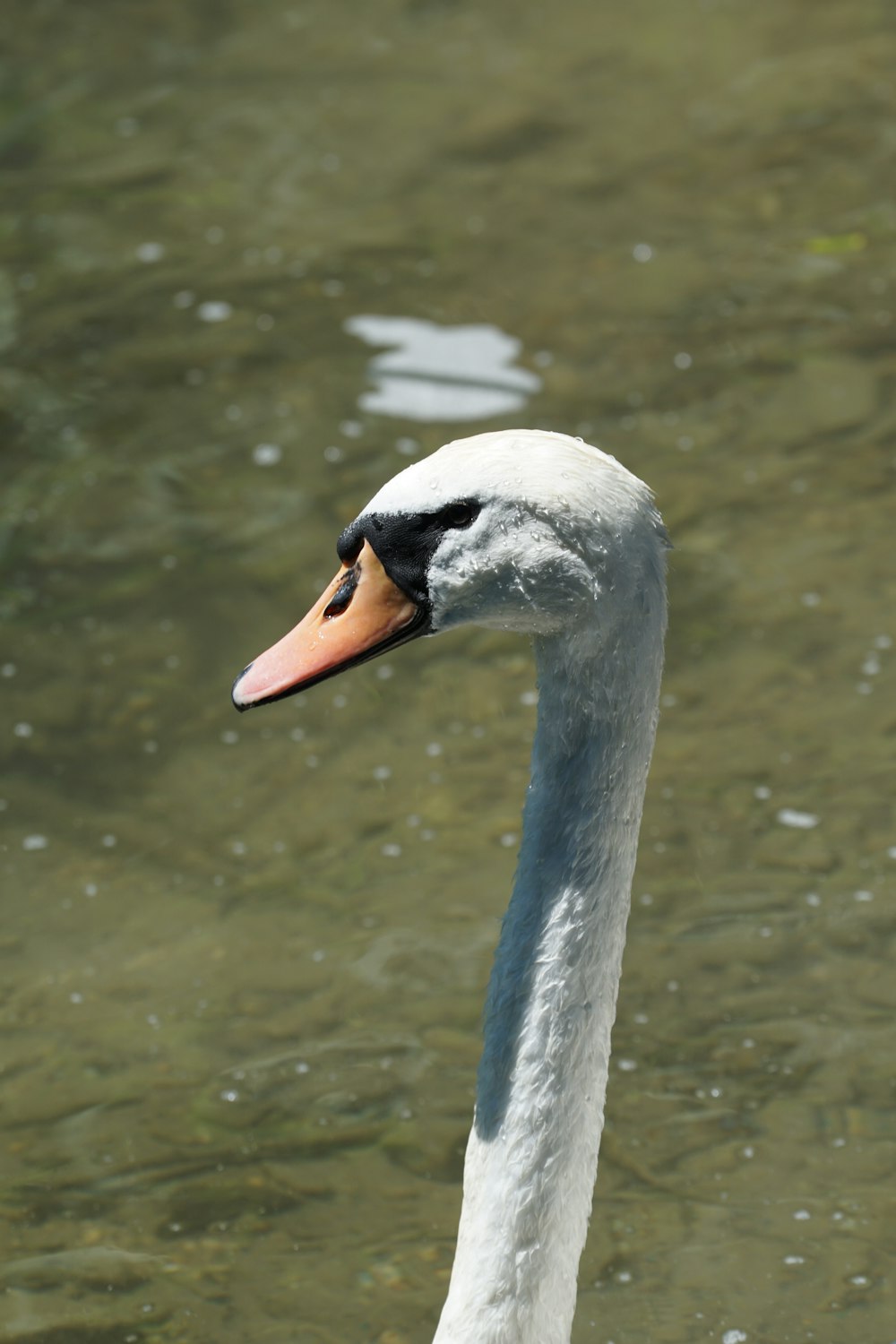 white duck during daytime