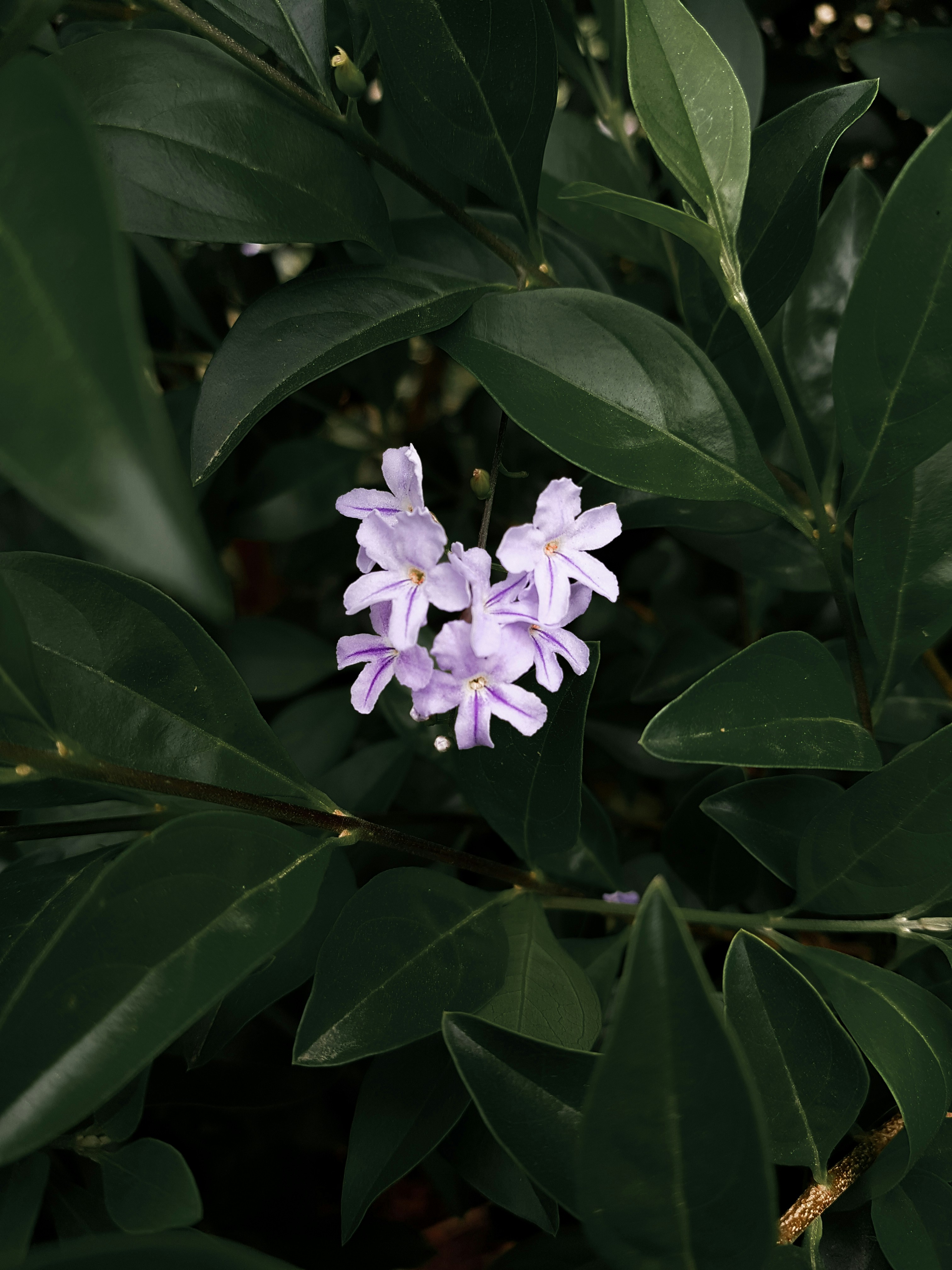 Photo by pineapplexpizza