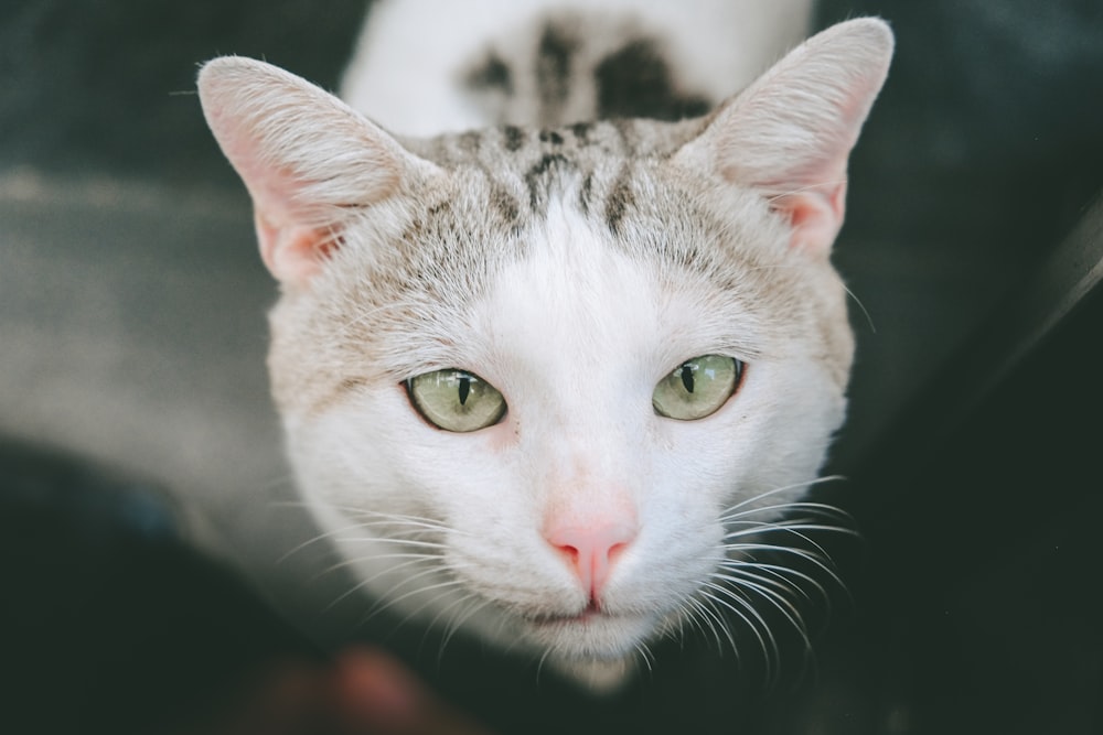 white and gray cat looks up