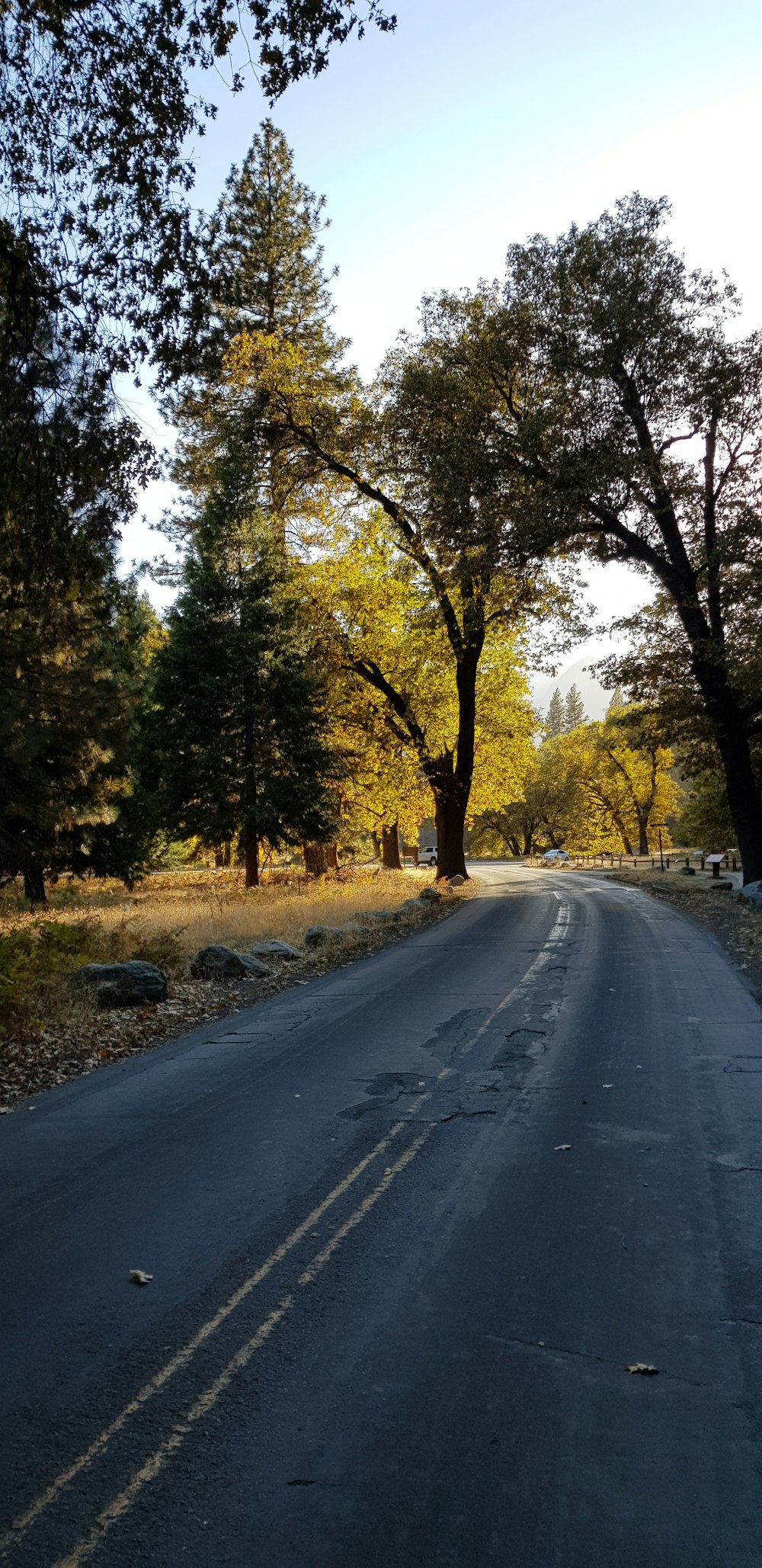 trees beside road