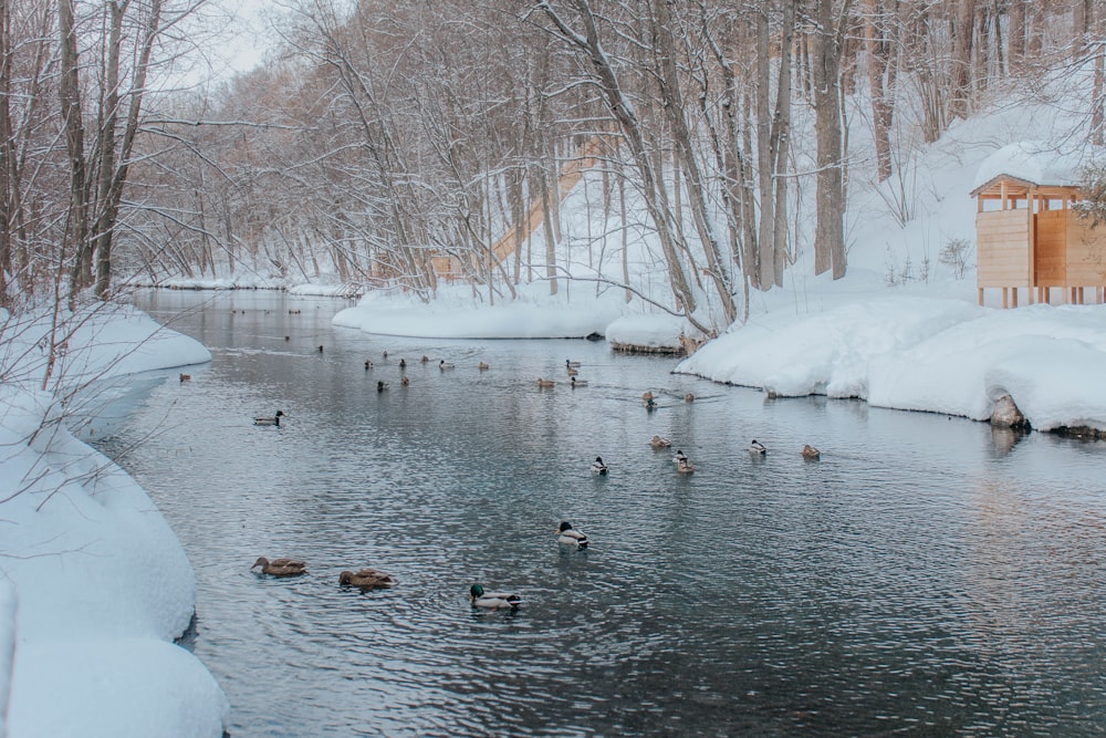 ducks on water