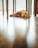 brown long-coat dog lying on floor inside well lit room
