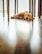 brown long-coat dog lying on floor inside well lit room