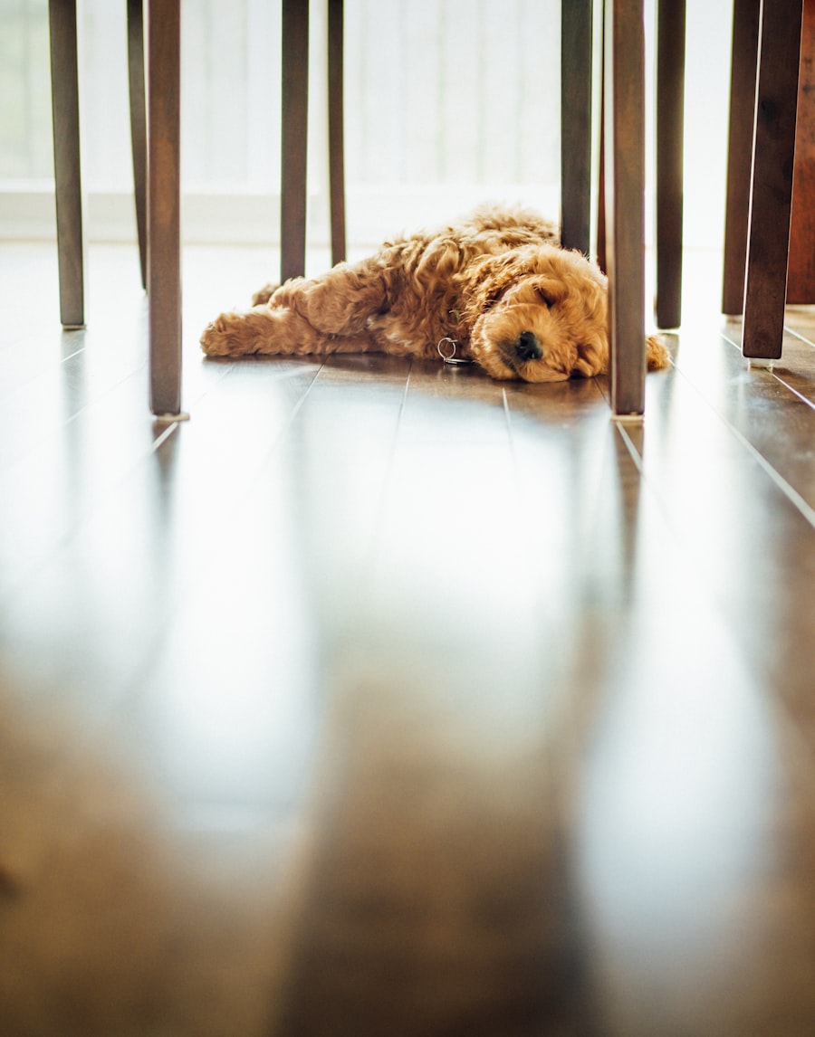 Golden retriever puppy chewing on a wooden table leg at home