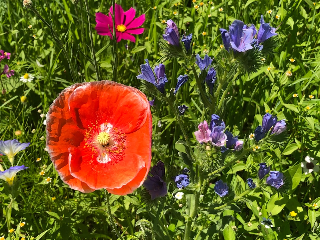 red poppy flower