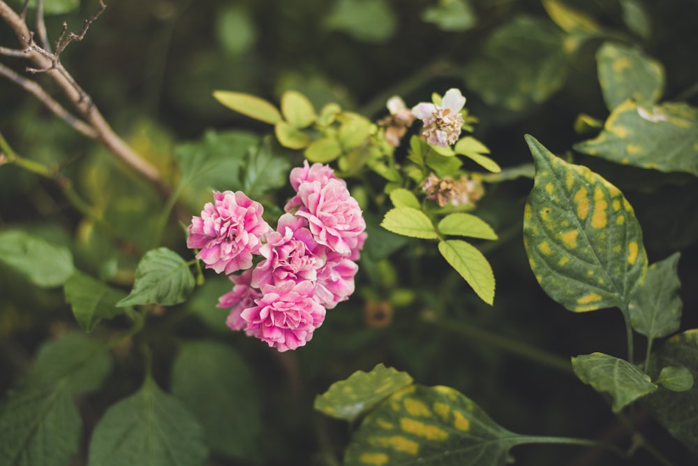 pink petaled flower