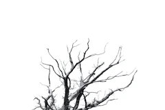 brown tree