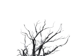 brown tree