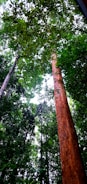 Tall trees with lush green leaves stretch upwards towards the sky. The forest canopy creates a rich tapestry of greens and browns, with glimpses of blue sky visible through the leaves. The prominent tree has a reddish-brown trunk, and the dense foliage suggests a vibrant, thriving environment.