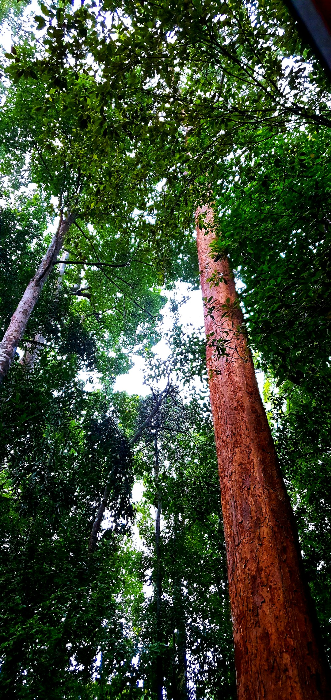 travelers stories about Valdivian temperate rain forest in Unnamed Road, Malaysia