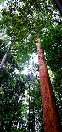 Tall trees with lush green leaves stretch upwards towards the sky. The forest canopy creates a rich tapestry of greens and browns, with glimpses of blue sky visible through the leaves. The prominent tree has a reddish-brown trunk, and the dense foliage suggests a vibrant, thriving environment.