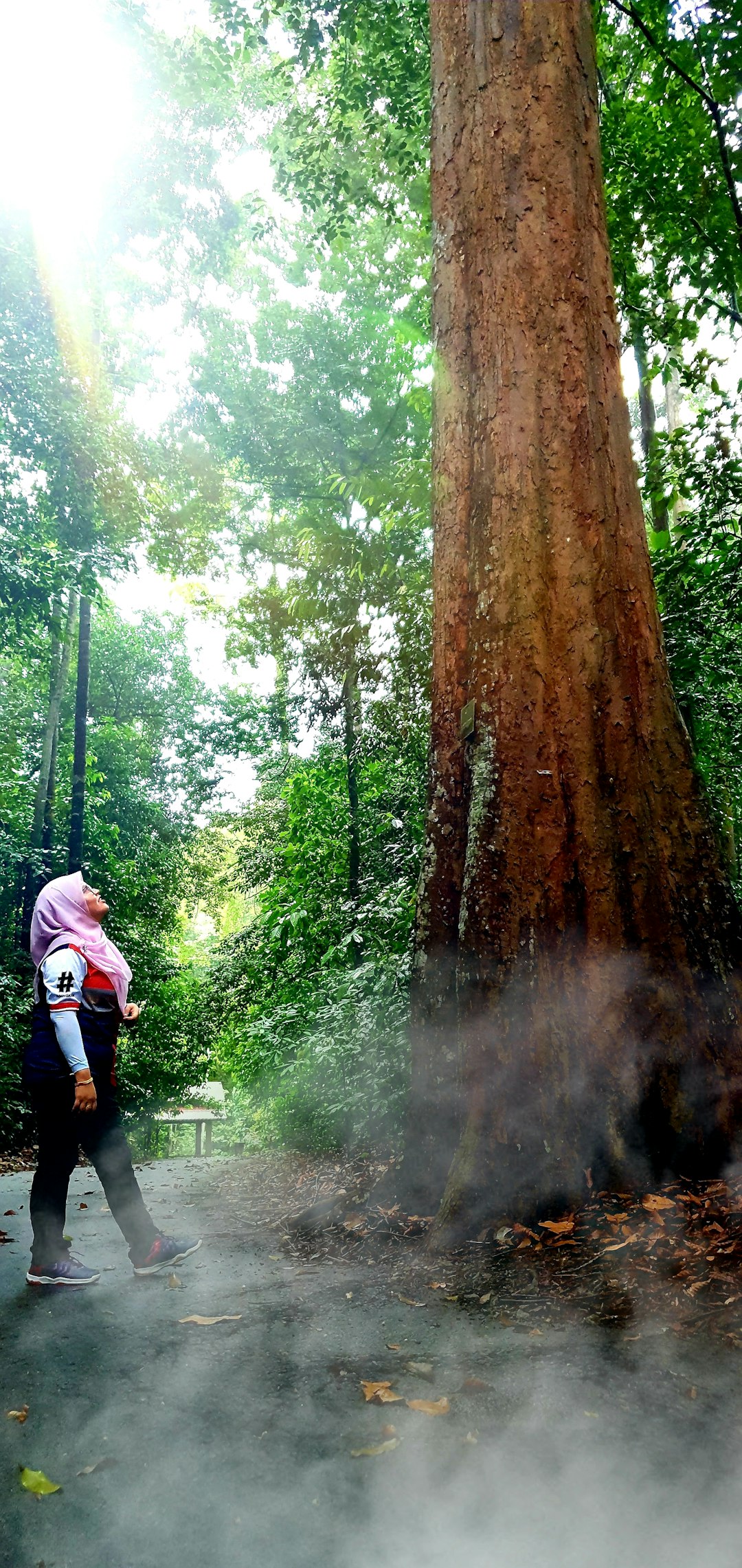 travelers stories about Old-growth forest in Unnamed Road, Malaysia