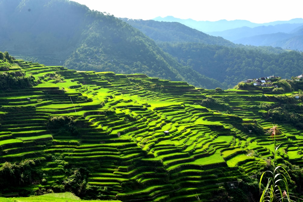 rice terraces during daytime