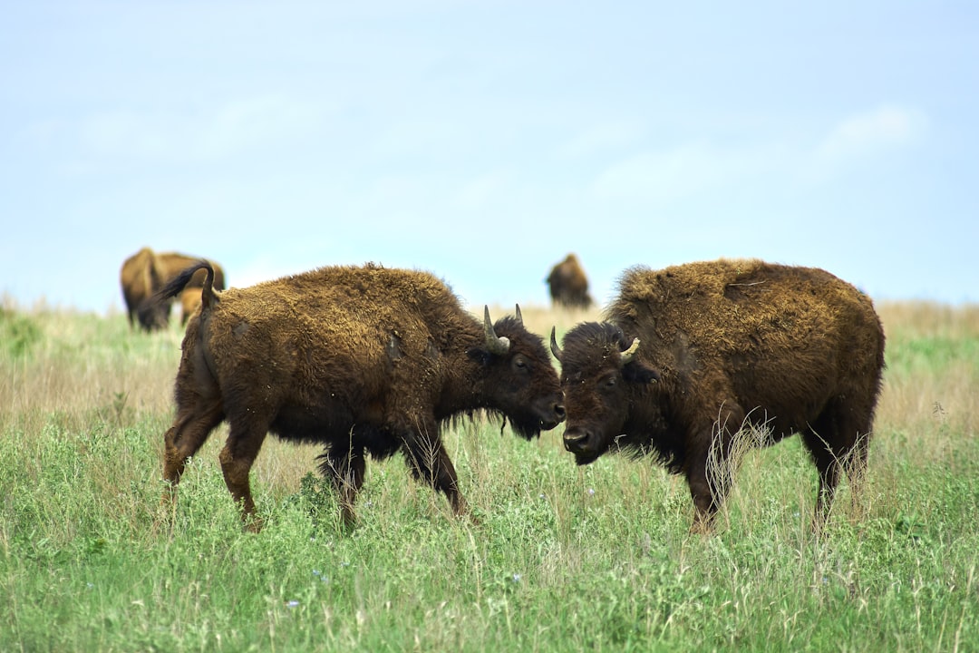 two brown animals on green grass