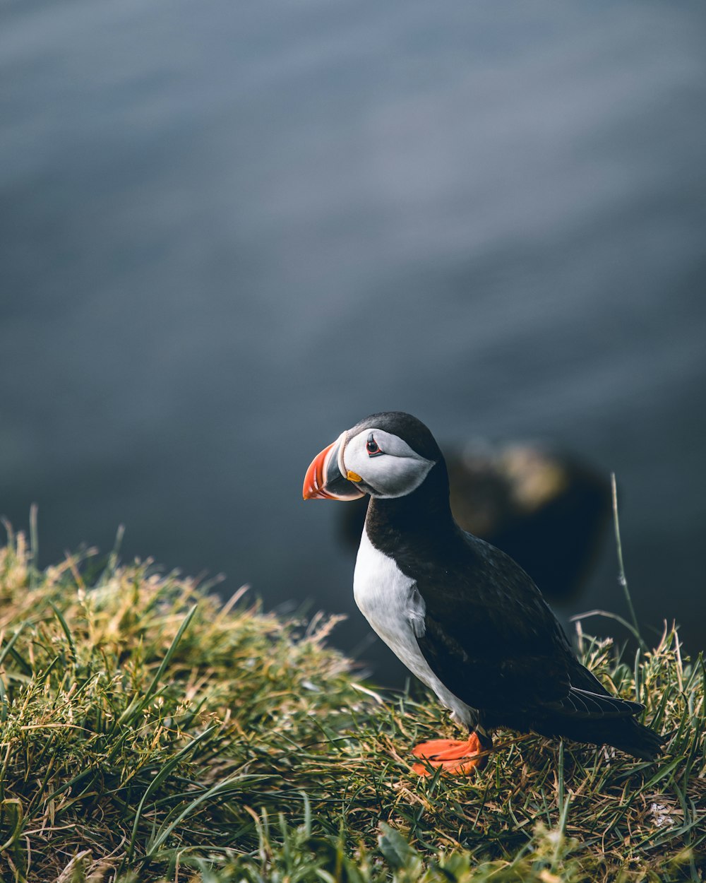 oiseau noir et blanc sur l’herbe verte