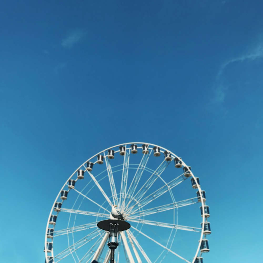 white Ferris wheel