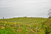 A lush vineyard with rows of grapevines stretching toward a large body of water, possibly a lake or the sea. The vineyard slopes gently, with orderly rows separated by grass pathways. The scene is surrounded by greenery and sparse trees, emphasizing the natural beauty of the landscape.