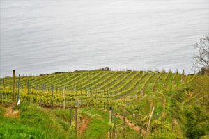 A lush vineyard with rows of grapevines stretching toward a large body of water, possibly a lake or the sea. The vineyard slopes gently, with orderly rows separated by grass pathways. The scene is surrounded by greenery and sparse trees, emphasizing the natural beauty of the landscape.