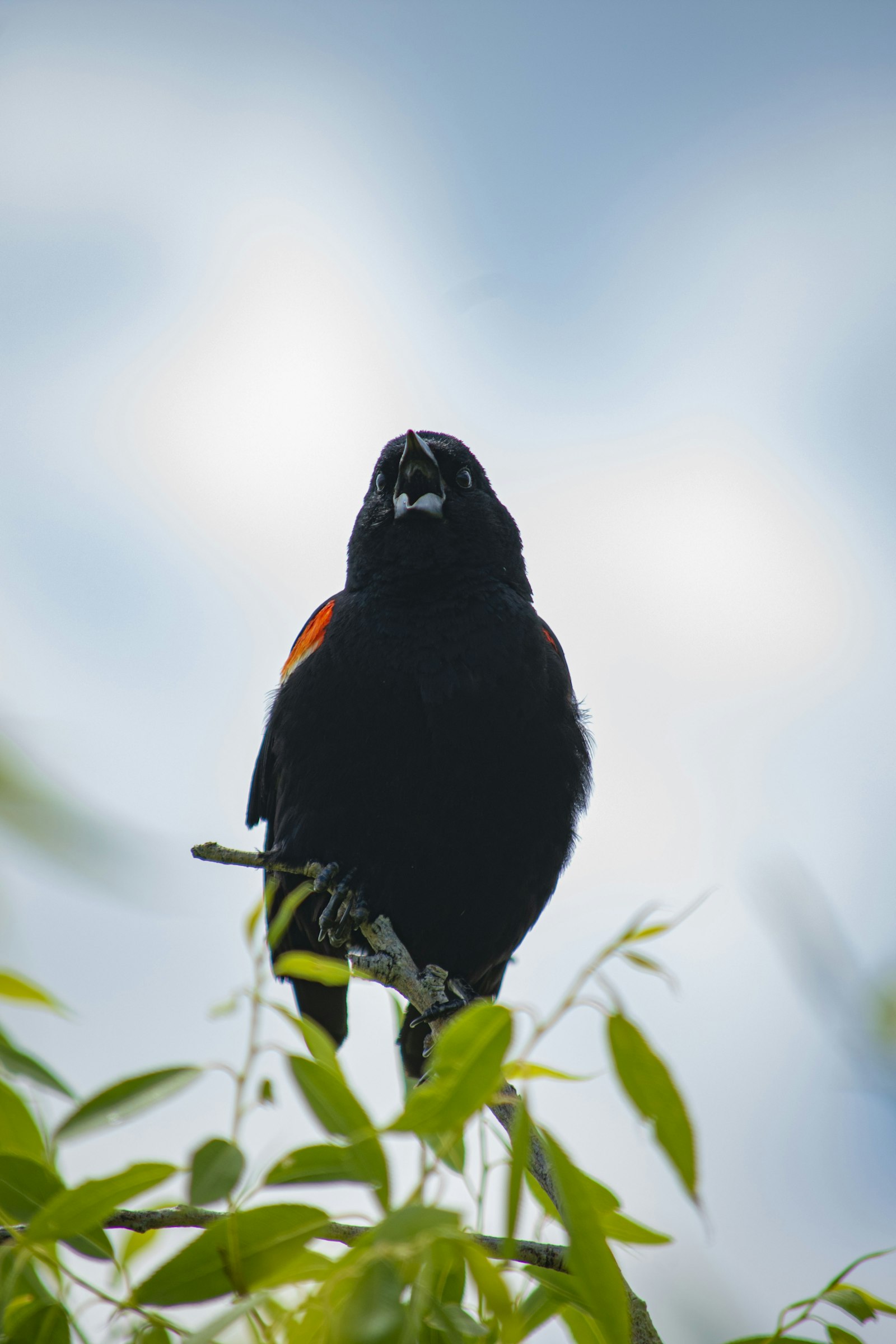 Nikon D5500 + Nikon AF-S DX Nikkor 55-300mm F4.5-5.6G ED VR sample photo. Black bird on green photography