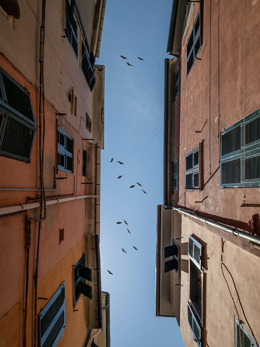 flock of birds flying over the buildings in low angle photography