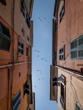 flock of birds flying over the buildings in low angle photography